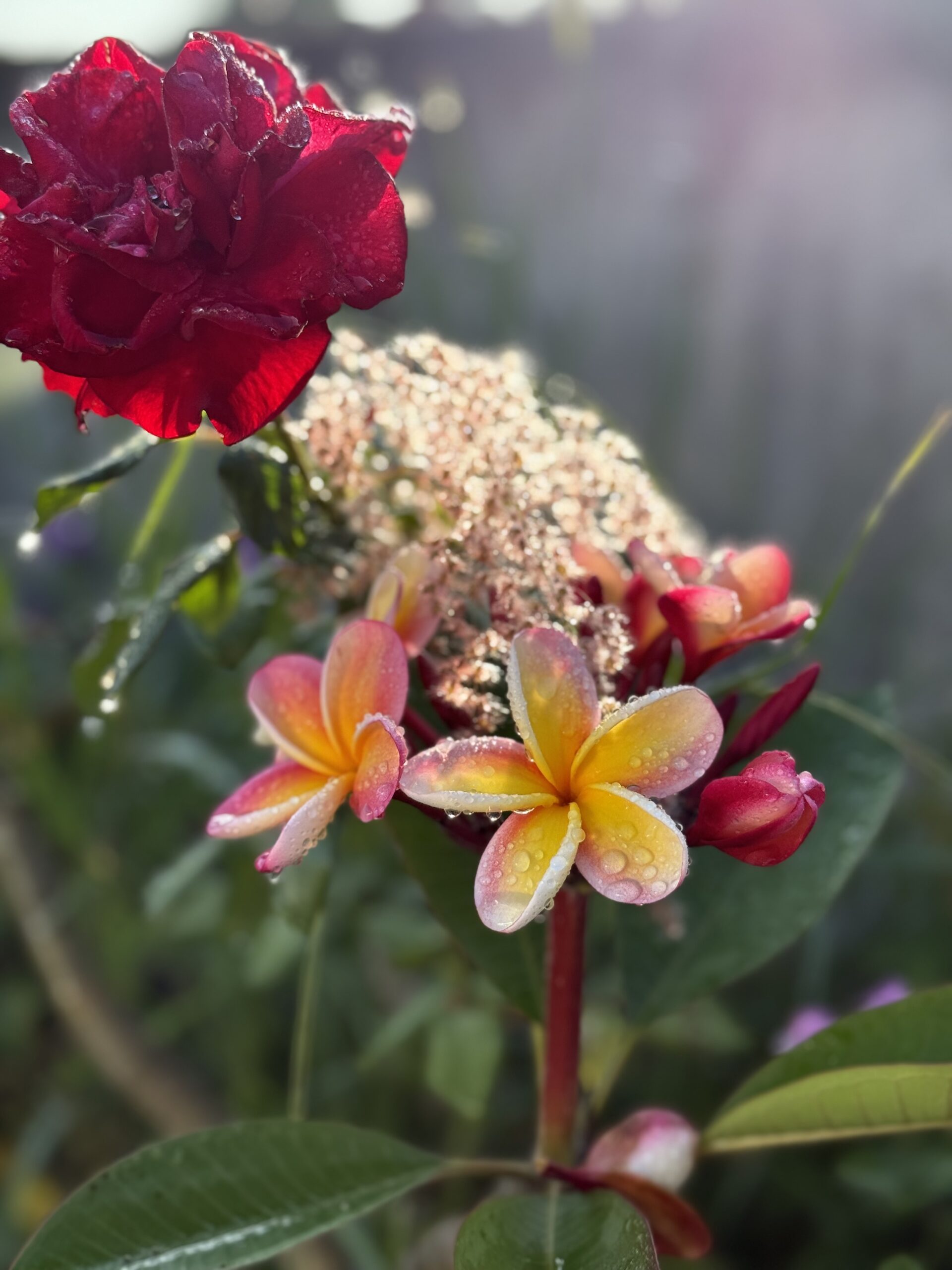 flowers rain